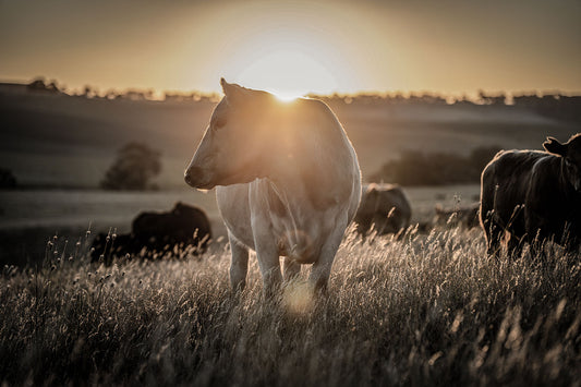 Unveiling the True Essence of Grass-Fed Beef: A Journey from Pasture to Plate